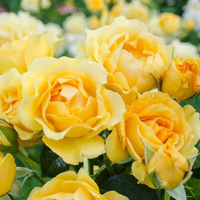 Rosa Floribunda Julia Child - View 10 from www redcrocus com