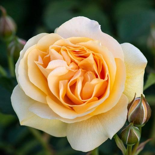 Rosa Floribunda Julia Child - View 11 from www redcrocus com