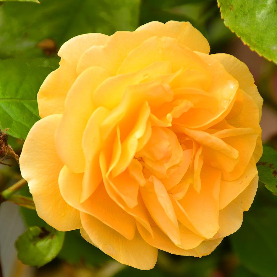 Rosa Floribunda Julia Child - View 12 from www redcrocus com