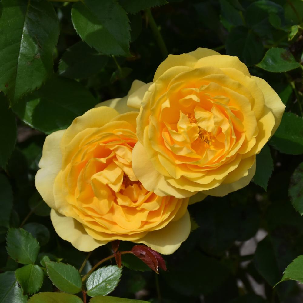 Rosa Floribunda Julia Child - View 15 from www redcrocus com