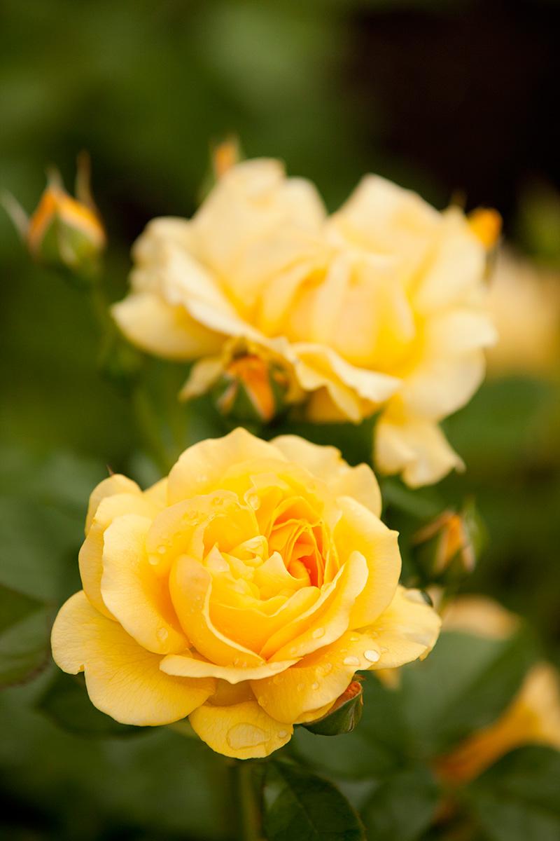 Rosa Floribunda Julia Child - View 16 from www redcrocus com