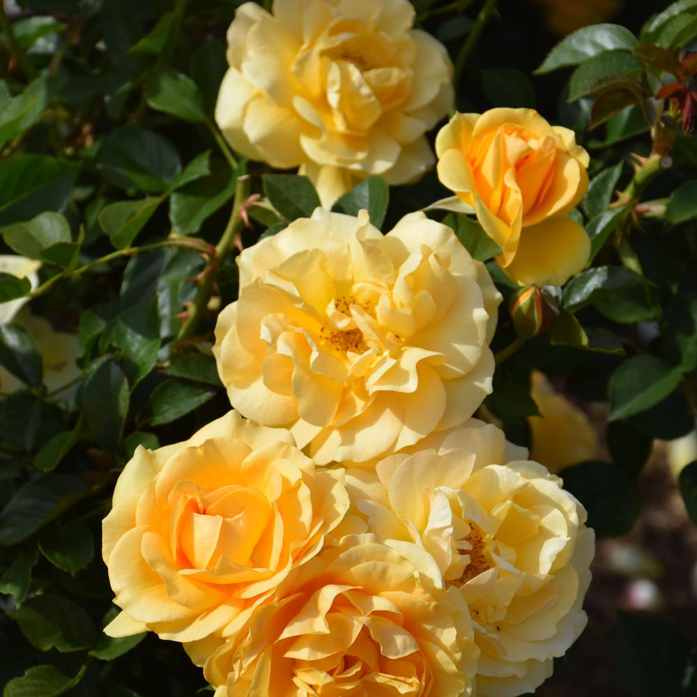 Rosa Floribunda Julia Child - View 18 from www redcrocus com