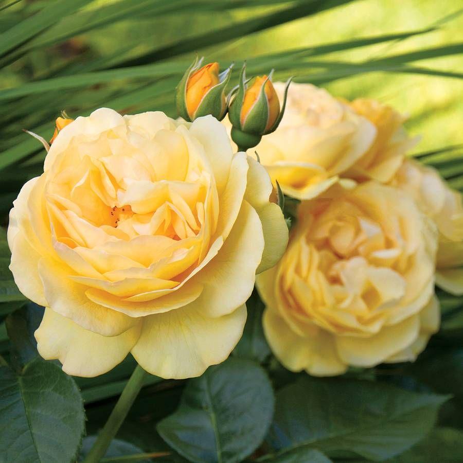 Rosa Floribunda Julia Child - View 1 from www redcrocus com