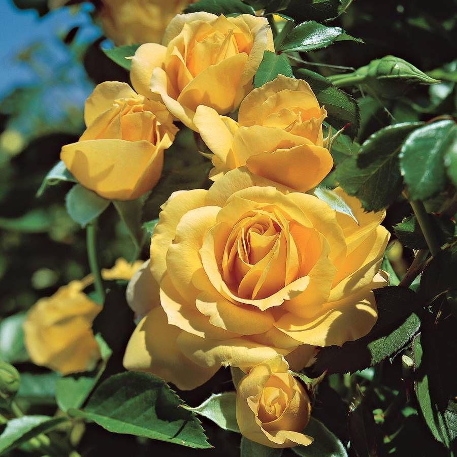 Rosa Floribunda Julia Child - View 2 from www redcrocus com