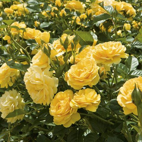 Rosa Floribunda Julia Child - View 3 from www redcrocus com