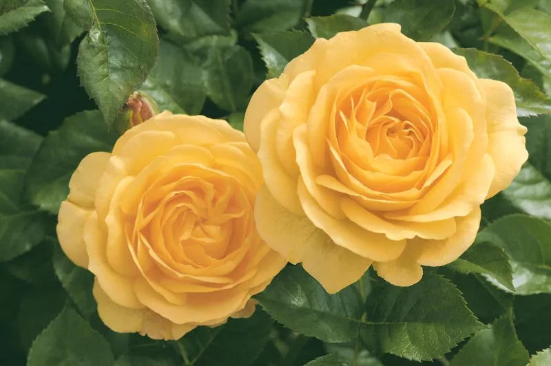 Rosa Floribunda Julia Child - View 4 from www redcrocus com