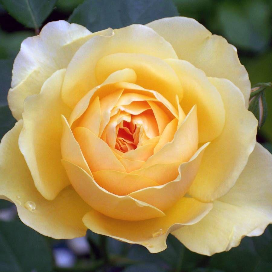 Rosa Floribunda Julia Child - View 5 from www redcrocus com