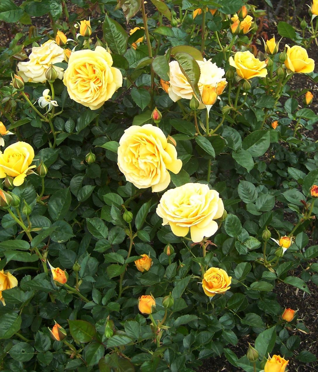 Rosa Floribunda Julia Child - View 7 from www redcrocus com