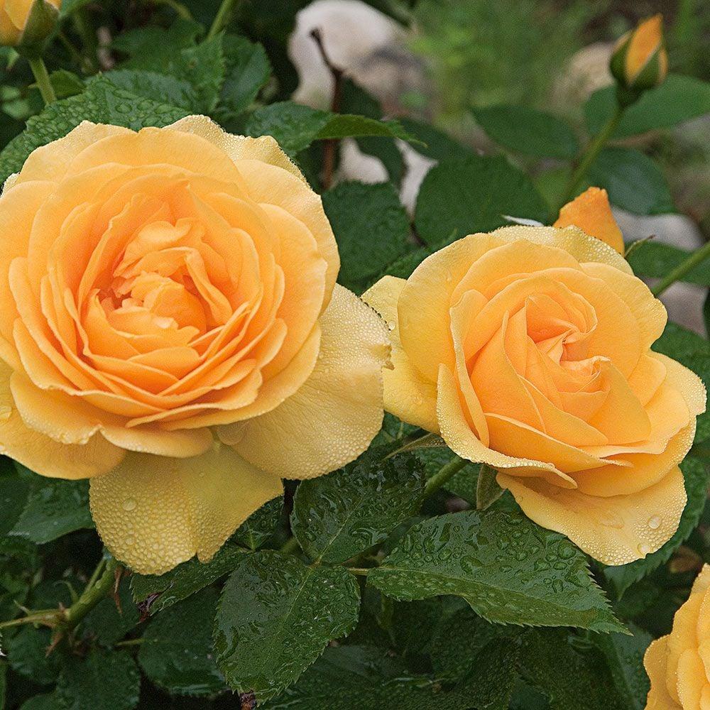 Rosa Floribunda Julia Child - View 8 from www redcrocus com