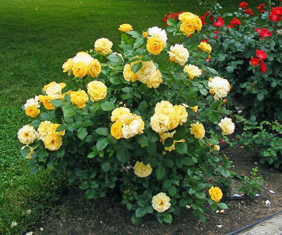 Rosa Floribunda Julia Child - View 9 from www redcrocus com