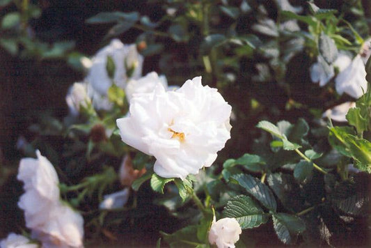 Rosa Landscape Blanc Double De Coubert - View 11 from www redcrocus com