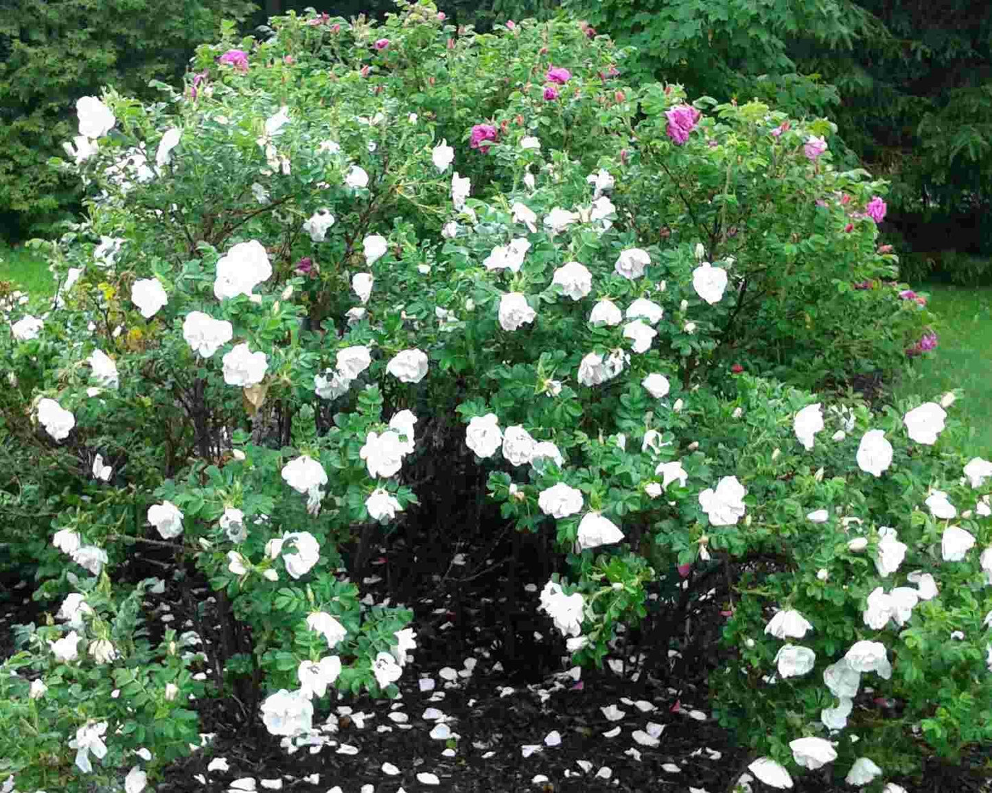 Rosa Landscape Blanc Double De Coubert - View 18 from www redcrocus com