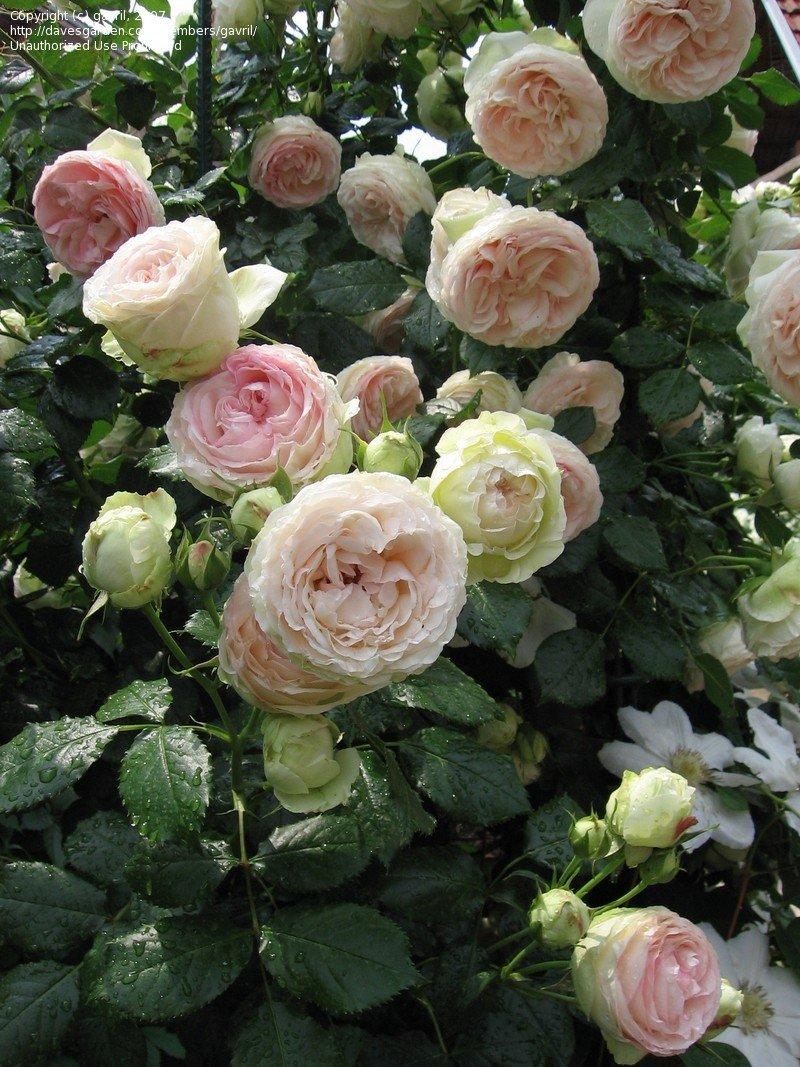 Rosa Climbing Eden - View 10 from www redcrocus com