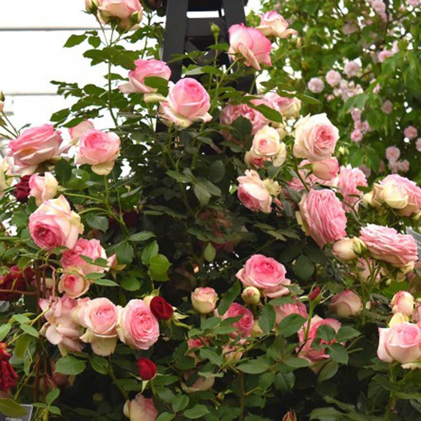 Rosa Climbing Eden - View 2 from www redcrocus com