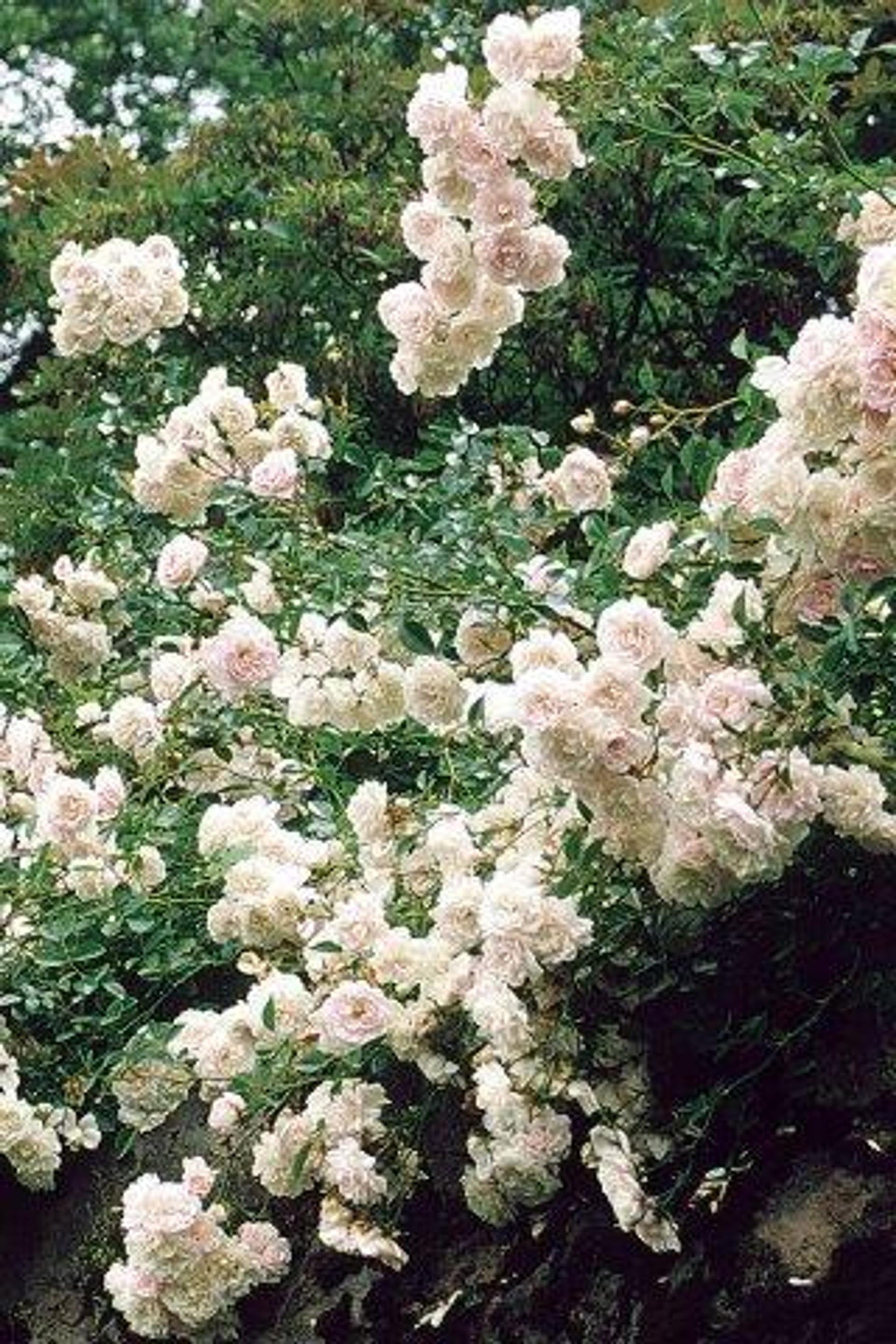 Rosa Landscape Sea Foam - View 5 from www redcrocus com