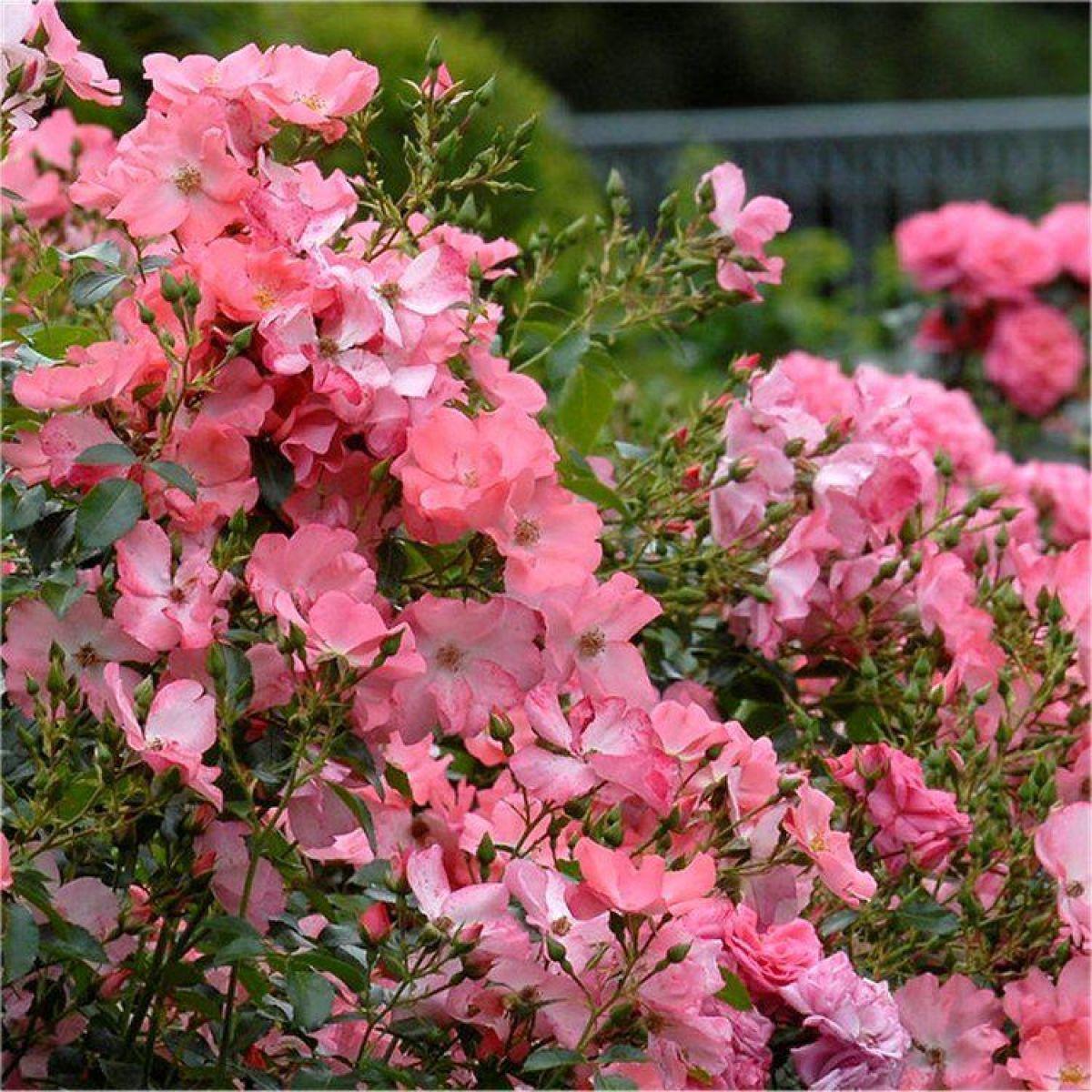 Rosa Landscape Flower Carpet Coral - View 12 from www redcrocus com