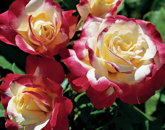 Rosa Landscape Fire N Ice - View 10 from www redcrocus com