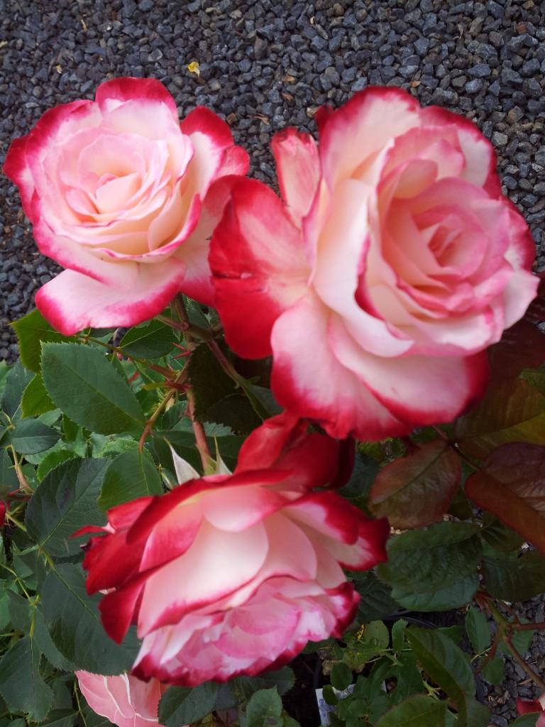 Rosa Landscape Fire N Ice - View 4 from www redcrocus com