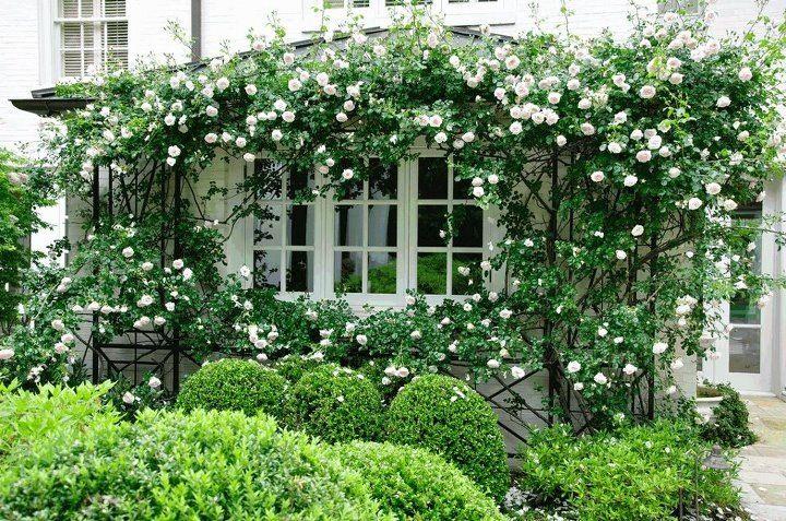 Rosa Climbing New Dawn Trellis - View 11 from www redcrocus com
