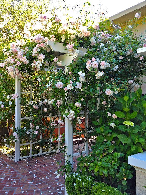 Rosa Climbing New Dawn Trellis - View 12 from www redcrocus com