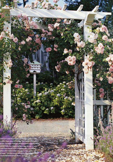 Rosa Climbing New Dawn Trellis - View 13 from www redcrocus com