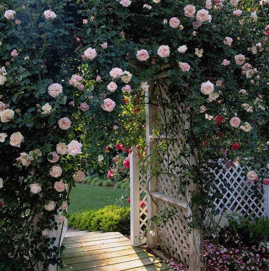 Rosa Climbing New Dawn Trellis - View 14 from www redcrocus com