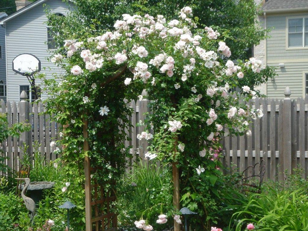 Rosa Climbing New Dawn Trellis - View 15 from www redcrocus com