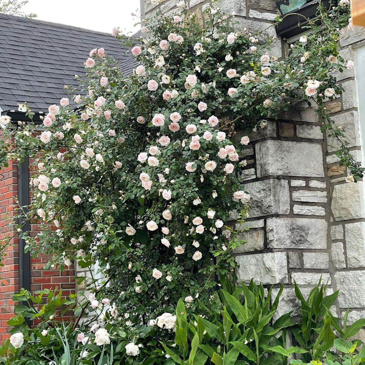 Rosa Climbing New Dawn Trellis - View 17 from www redcrocus com
