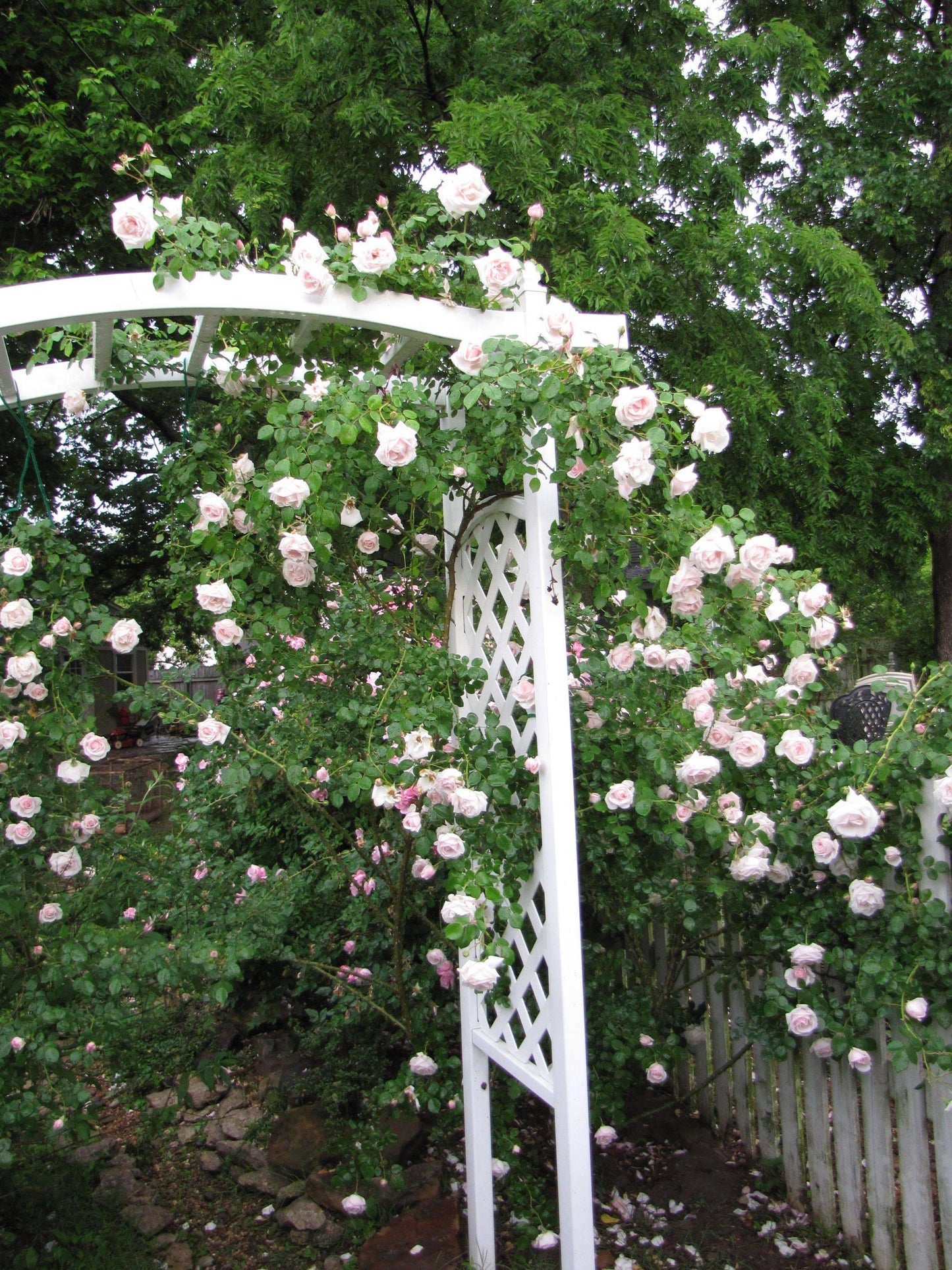 Rosa Climbing New Dawn Trellis - View 1 from www redcrocus com