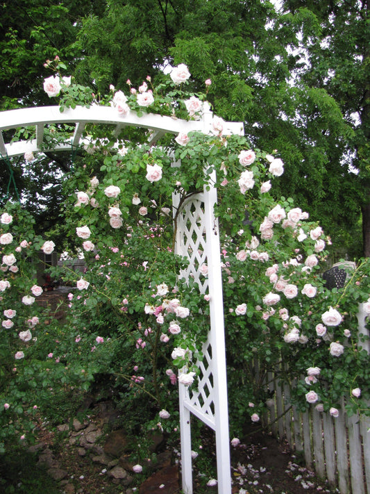 Rosa Climbing New Dawn Trellis - View 1 from www redcrocus com