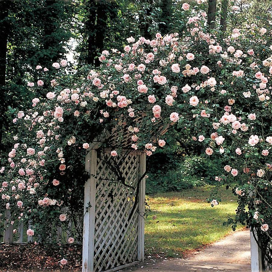 Rosa Climbing New Dawn Trellis - View 2 from www redcrocus com