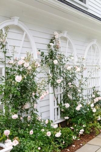 Rosa Climbing New Dawn Trellis - View 3 from www redcrocus com