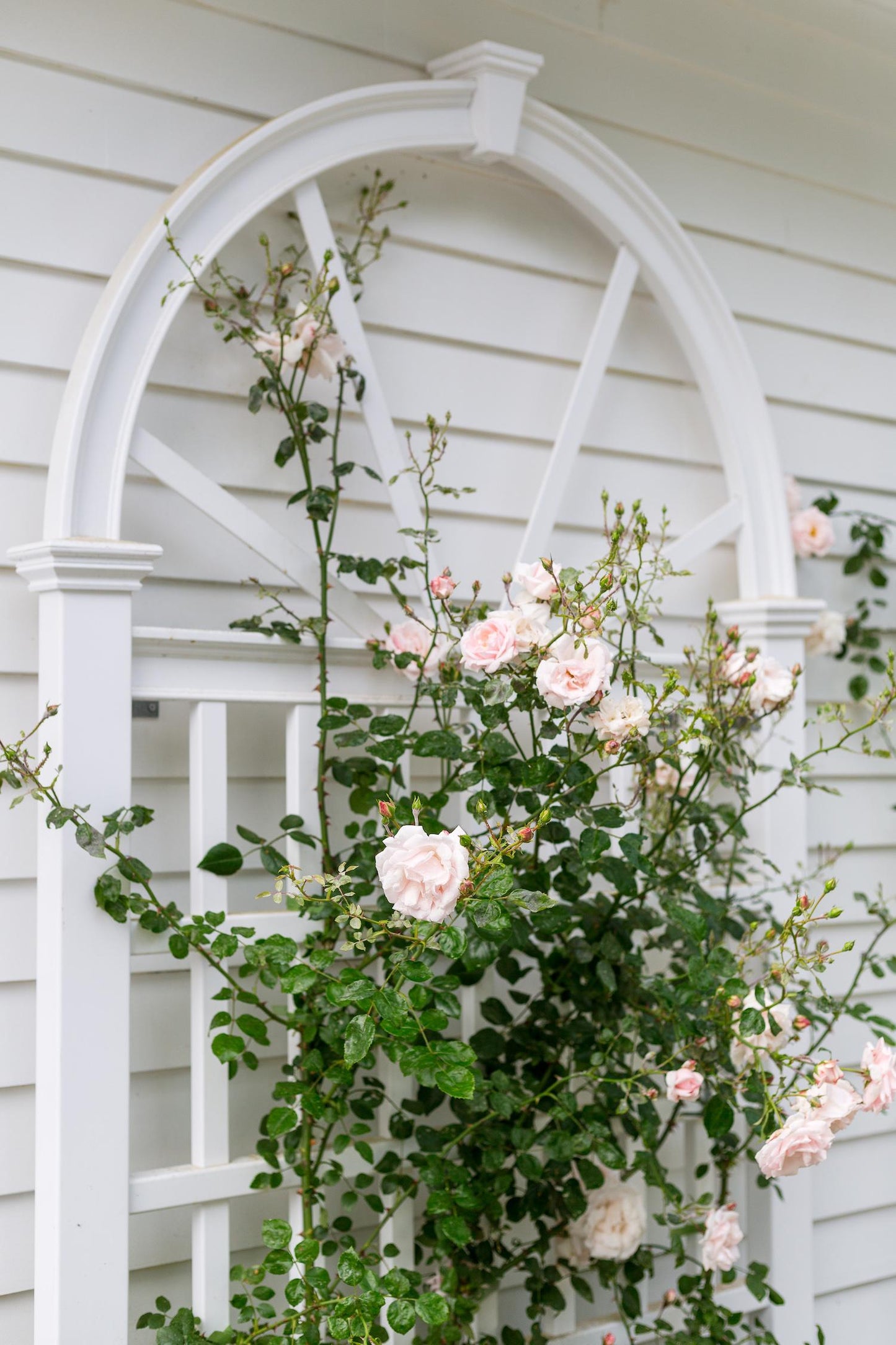 Rosa Climbing New Dawn Trellis - View 4 from www redcrocus com