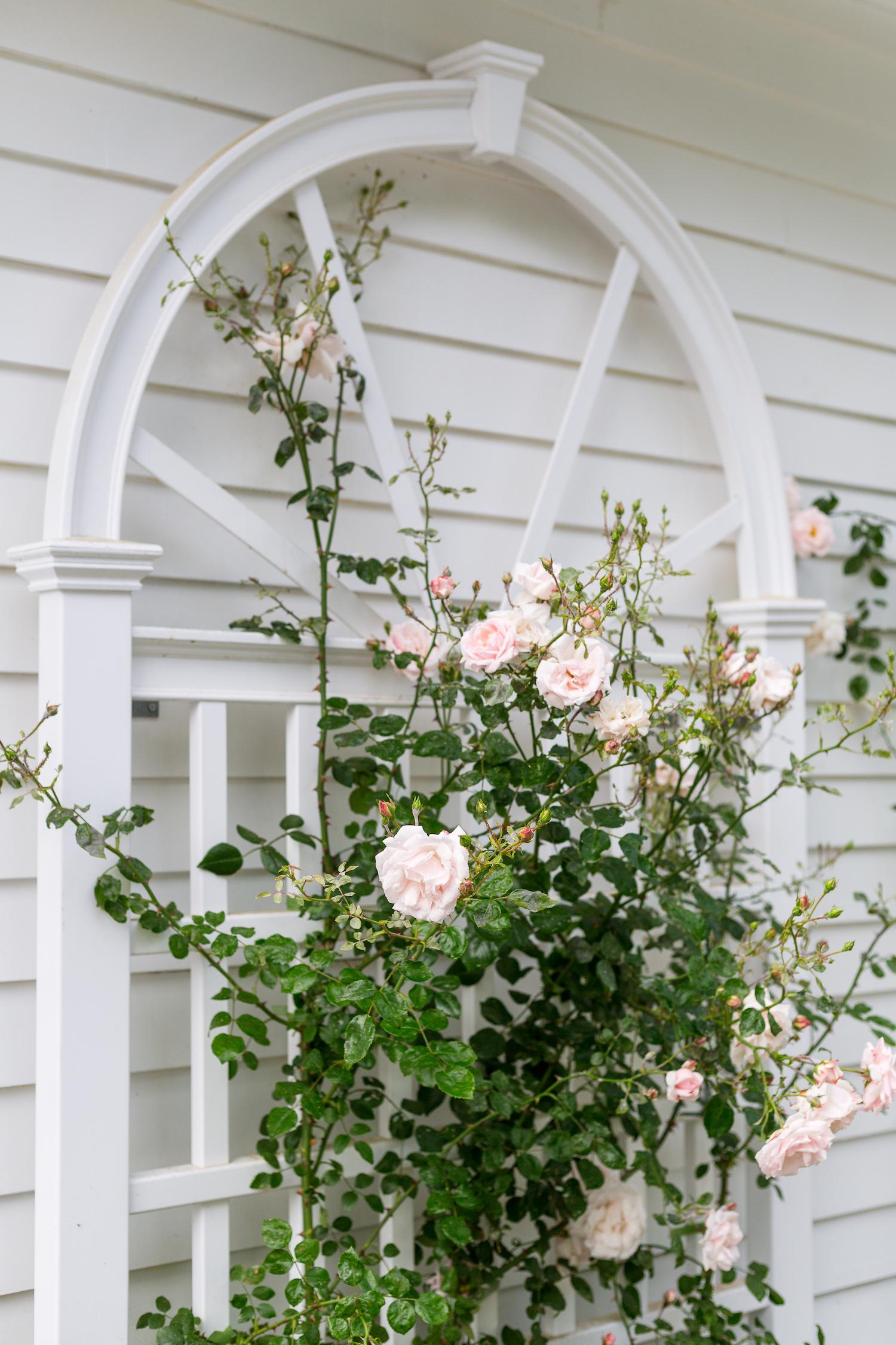 Rosa Climbing New Dawn Trellis - View 4 from www redcrocus com