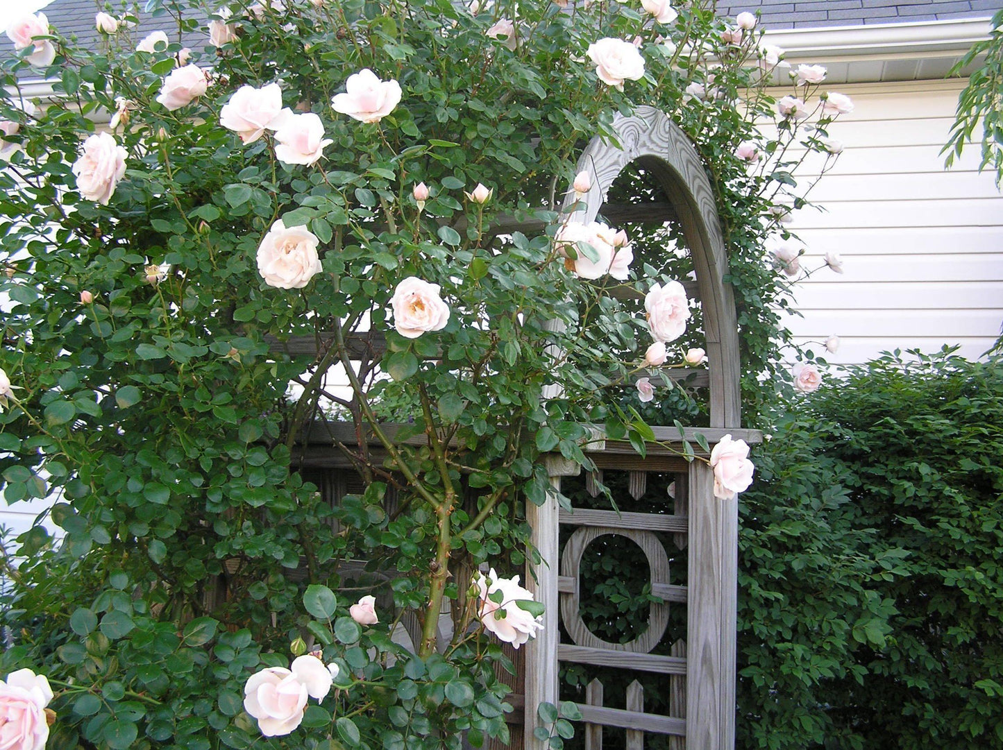 Rosa Climbing New Dawn Trellis - View 5 from www redcrocus com