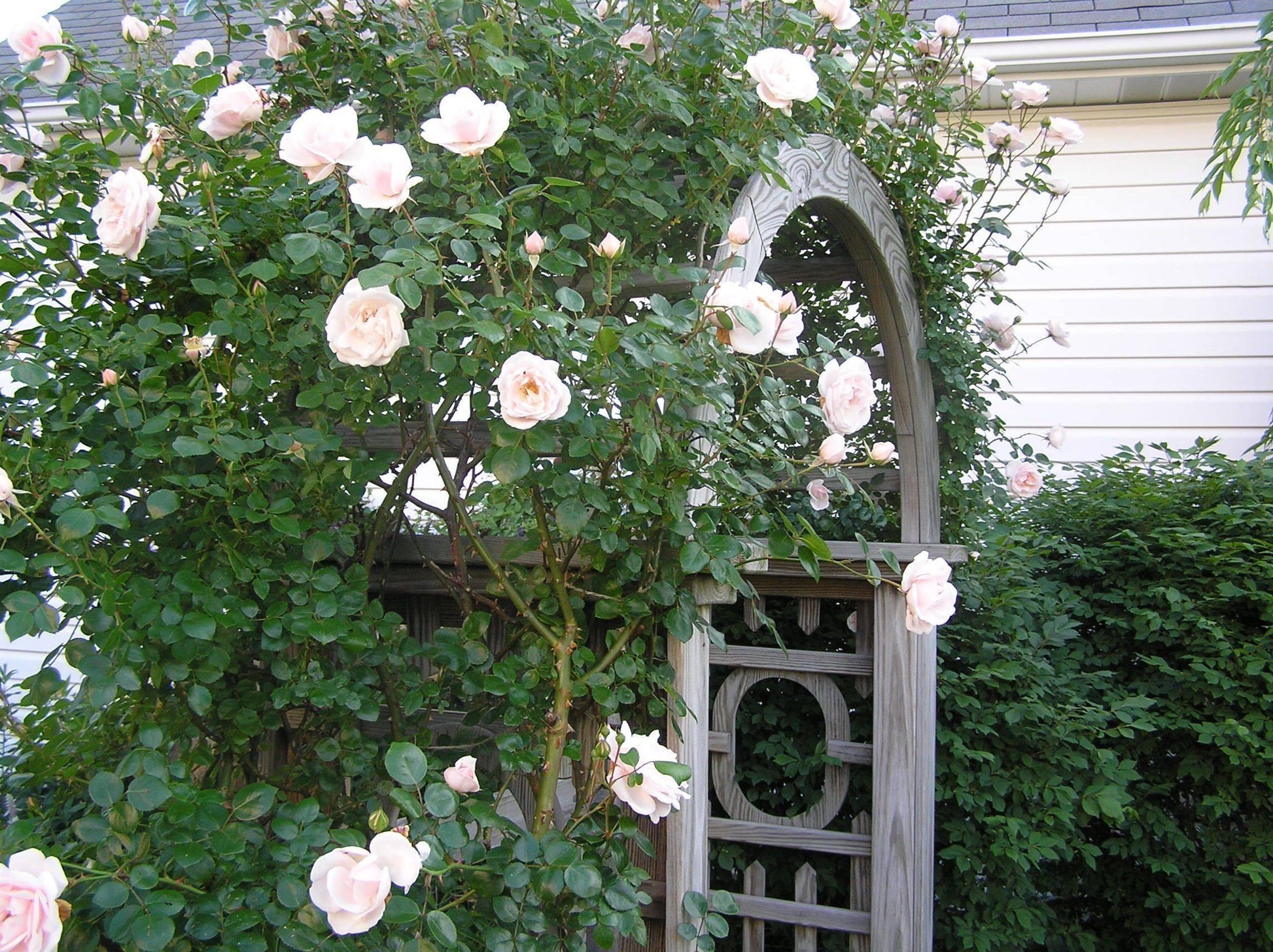Rosa Climbing New Dawn Trellis - View 5 from www redcrocus com