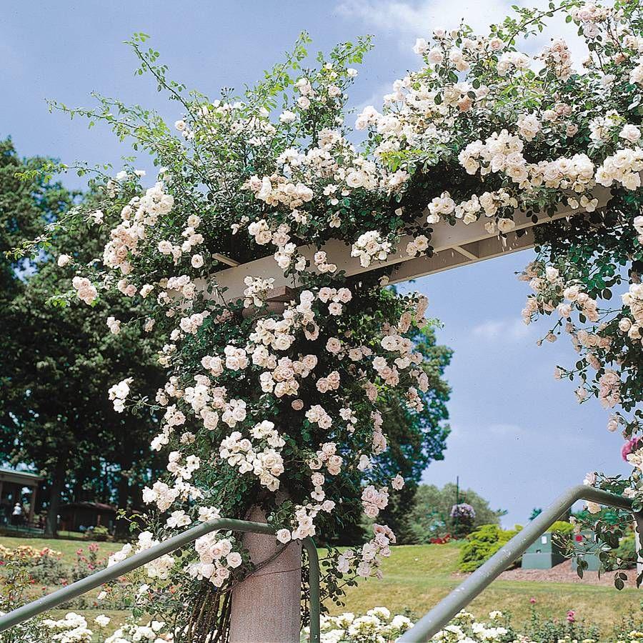 Rosa Climbing New Dawn Trellis - View 6 from www redcrocus com