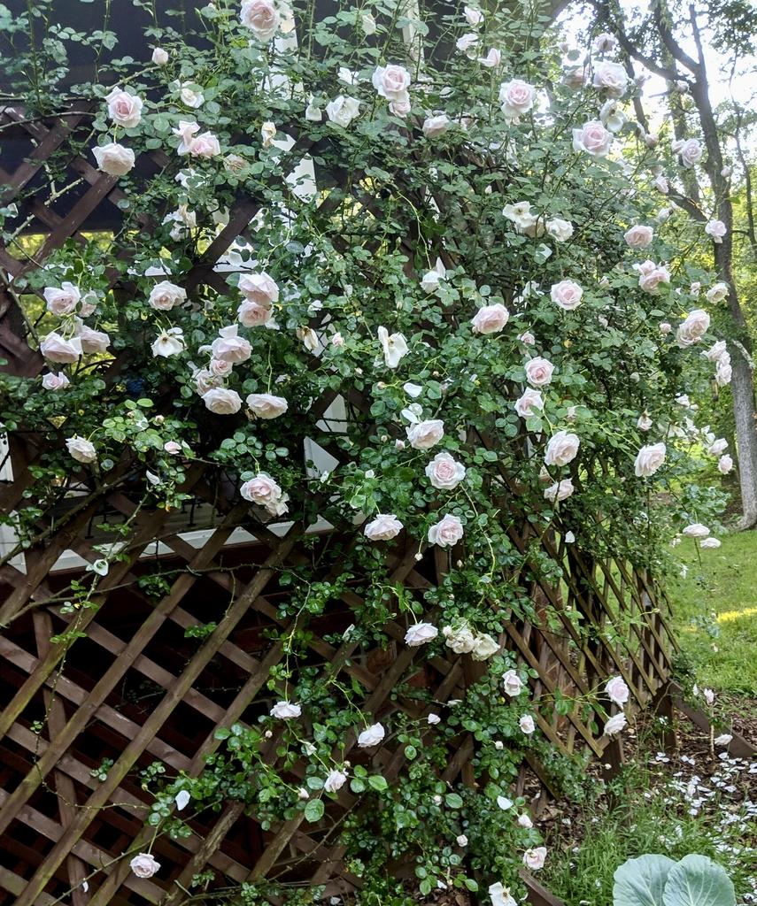 Rosa Climbing New Dawn Trellis - View 7 from www redcrocus com
