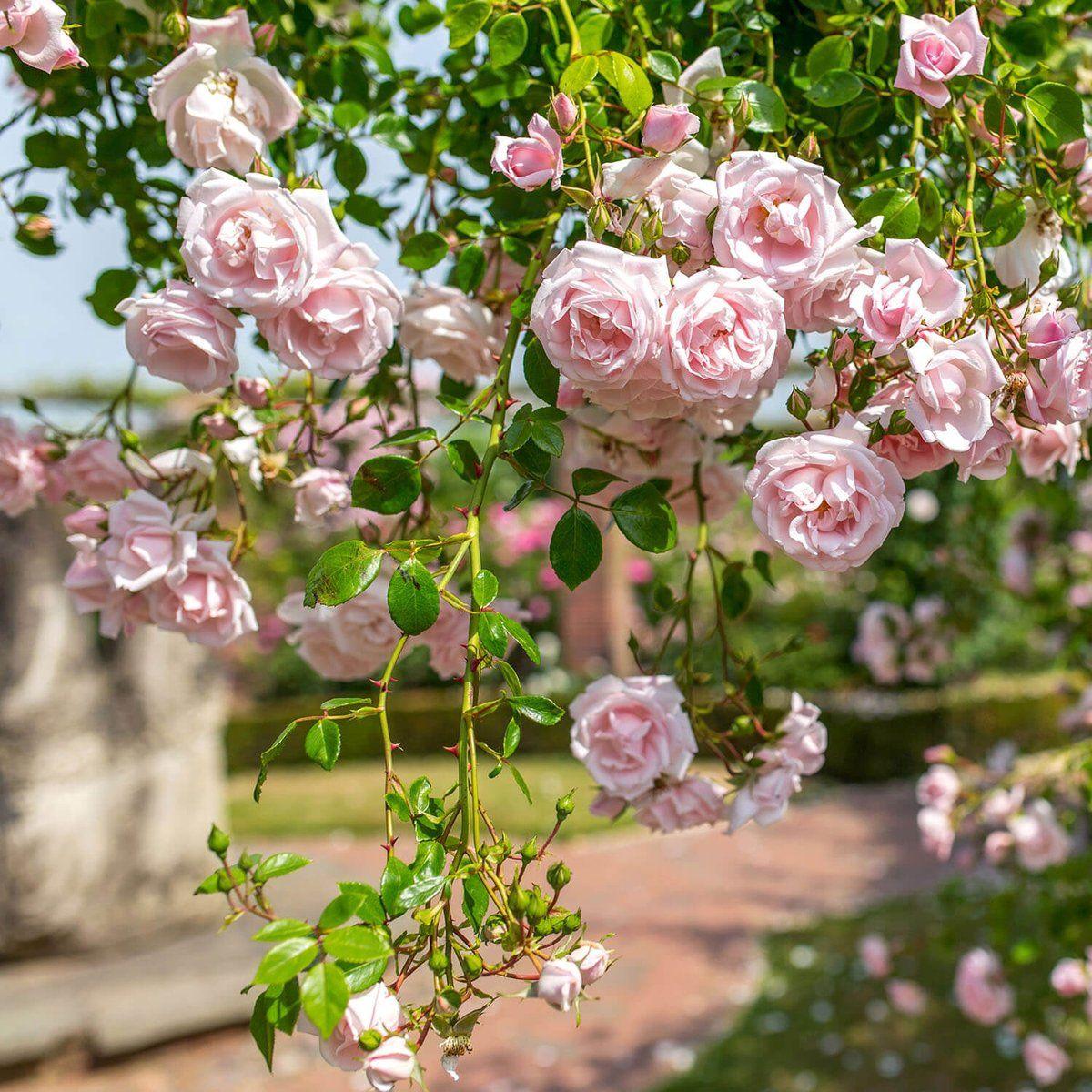 Rosa Climbing New Dawn Trellis - View 8 from www redcrocus com