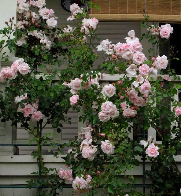 Rosa Climbing New Dawn Trellis - View 9 from www redcrocus com