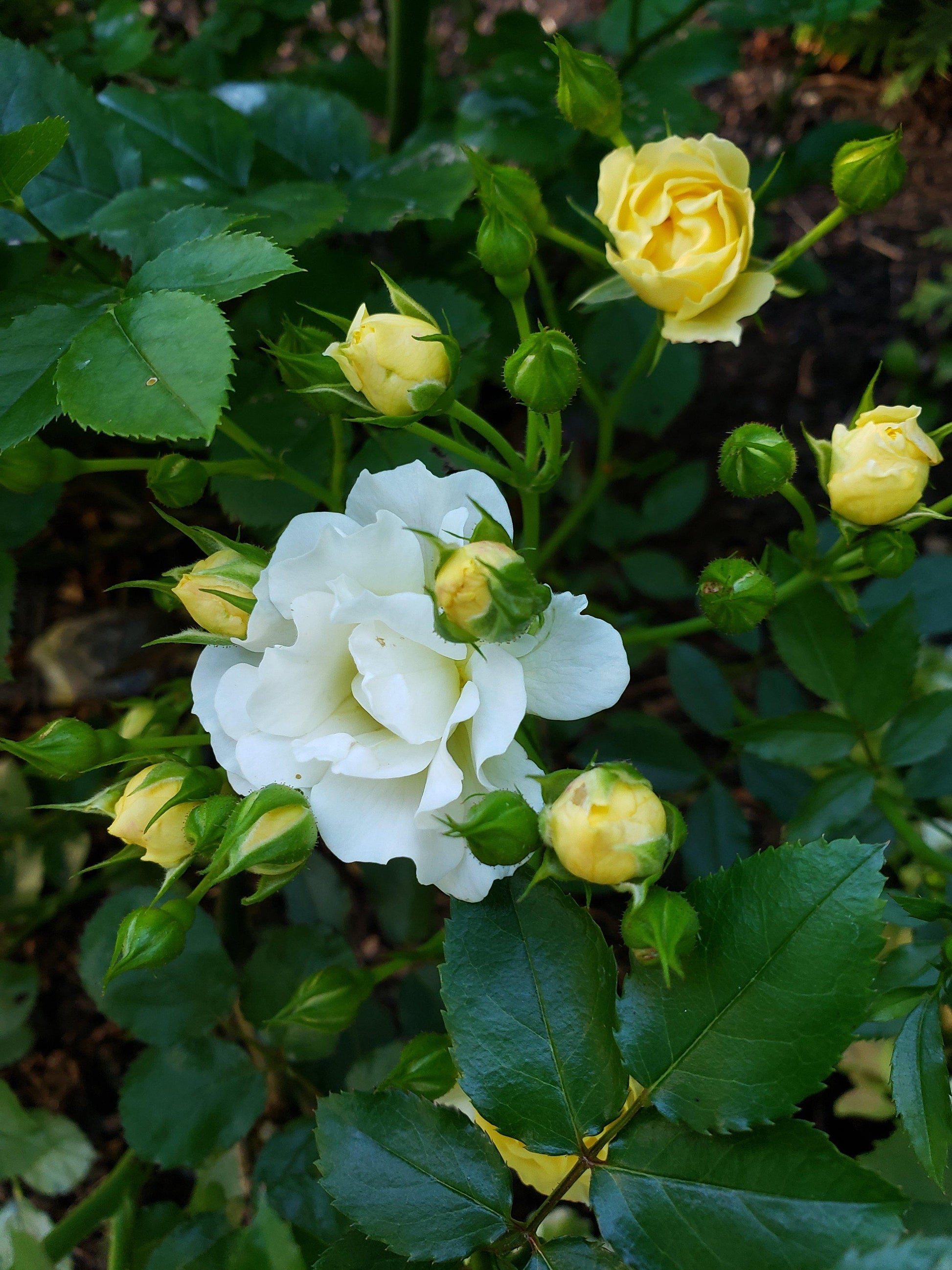 Rosa Landscape Popcorn Drift - View 13 from www redcrocus com