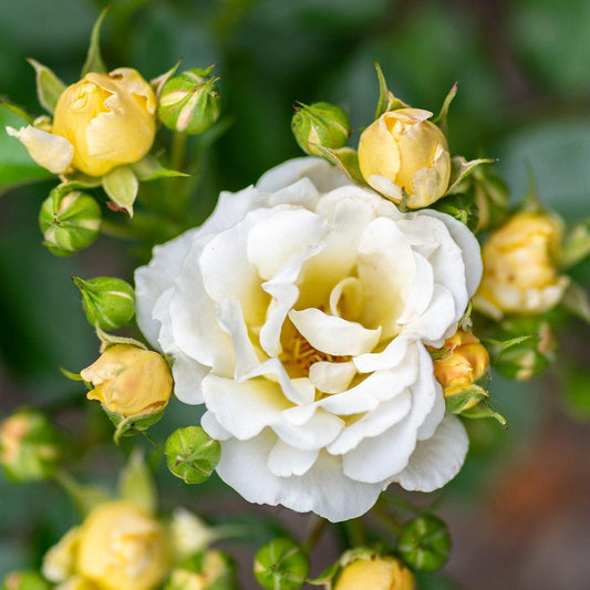 Rosa Landscape Popcorn Drift - View 1 from www redcrocus com