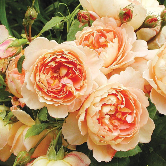 Rosa David Austin Carding Mill - View 1 from www redcrocus com