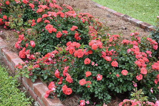 Rosa Landscape Coral Drift - View 1 from www redcrocus com