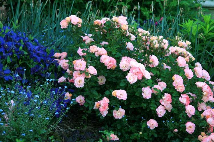 Rosa Landscape Peach Drift - View 10 from www redcrocus com