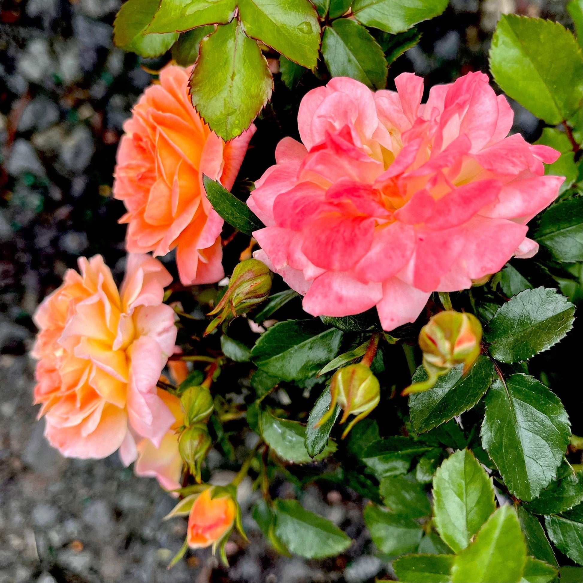 Rosa Landscape Peach Drift - View 11 from www redcrocus com