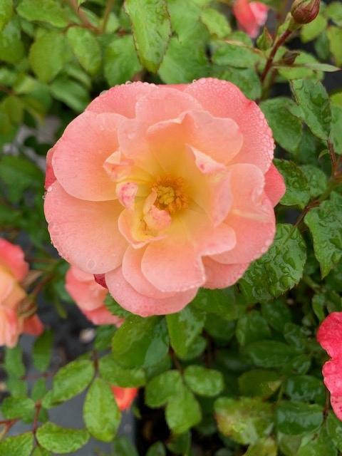 Rosa Landscape Peach Drift - View 13 from www redcrocus com