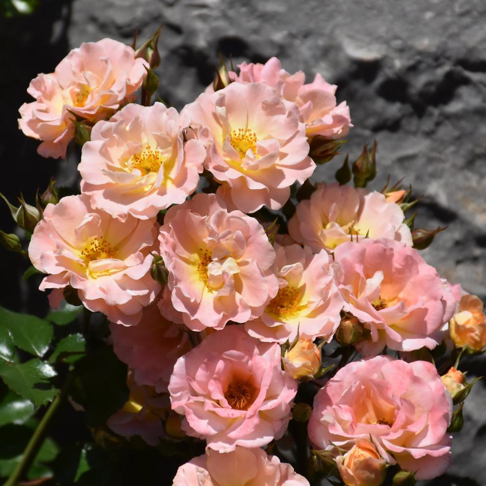 Rosa Landscape Peach Drift - View 14 from www redcrocus com