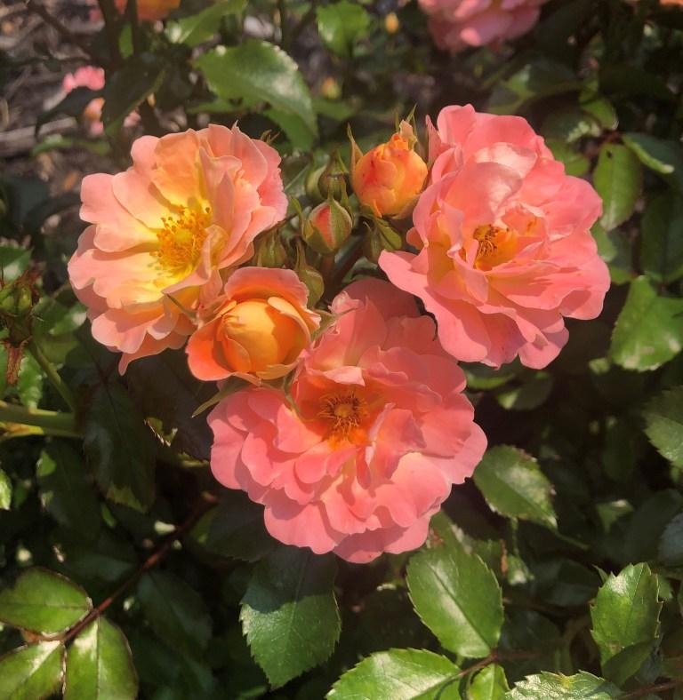 Rosa Landscape Peach Drift - View 16 from www redcrocus com