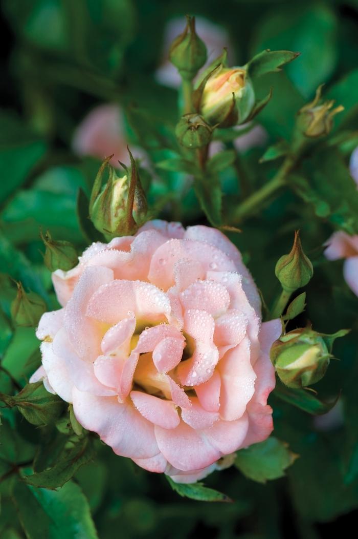 Rosa Landscape Peach Drift - View 1 from www redcrocus com